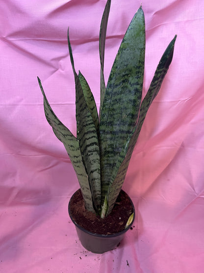 6” Sanseveria Zeylanica