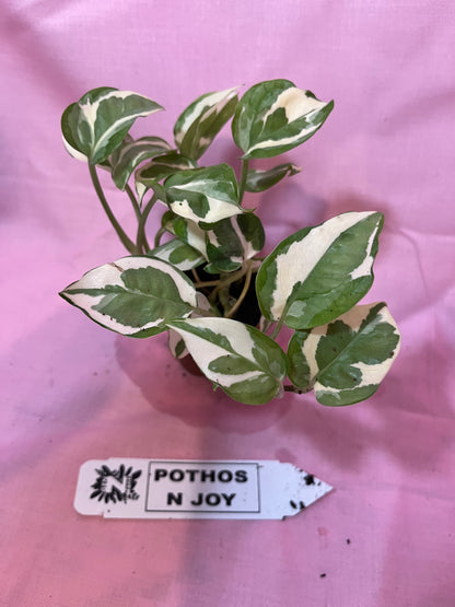 2” Pothos N Joy