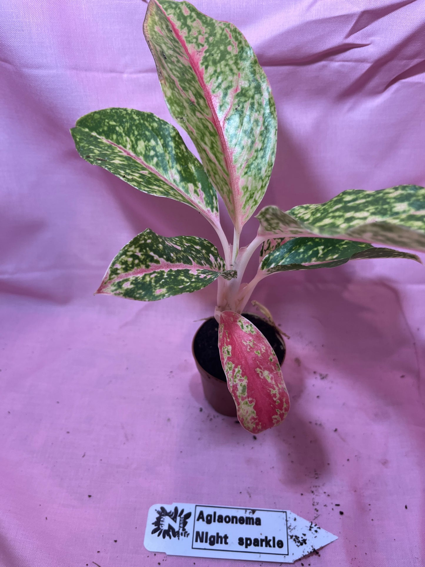 2” Night Sparkle Aglaonema