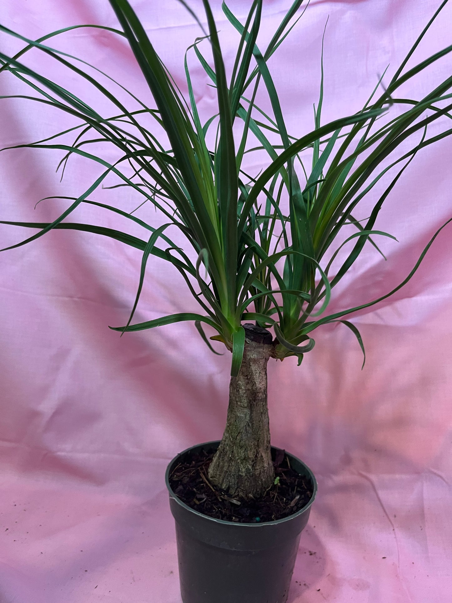 4” Ponytail Palm