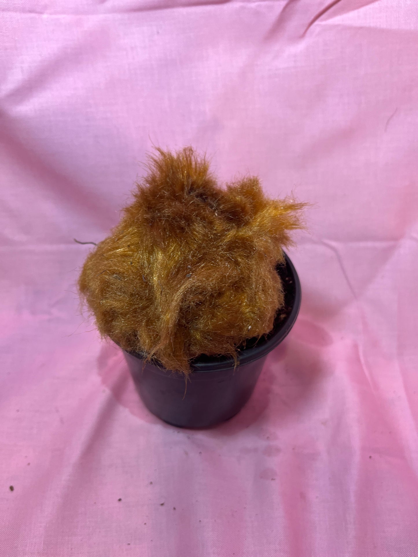 4” Golden Chicken Fern