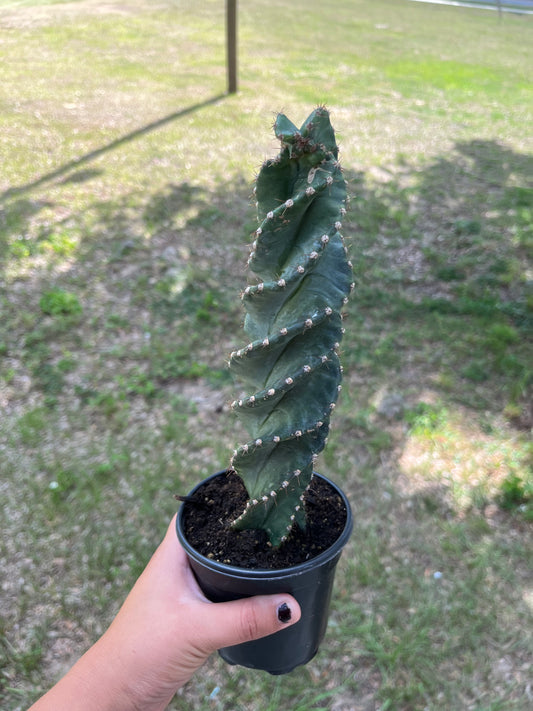 4” spiral cactus
