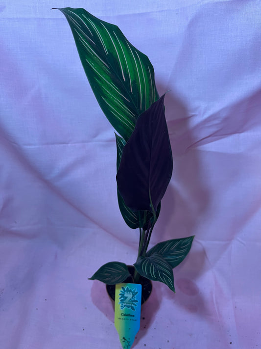 2” Calathea Beauty Star