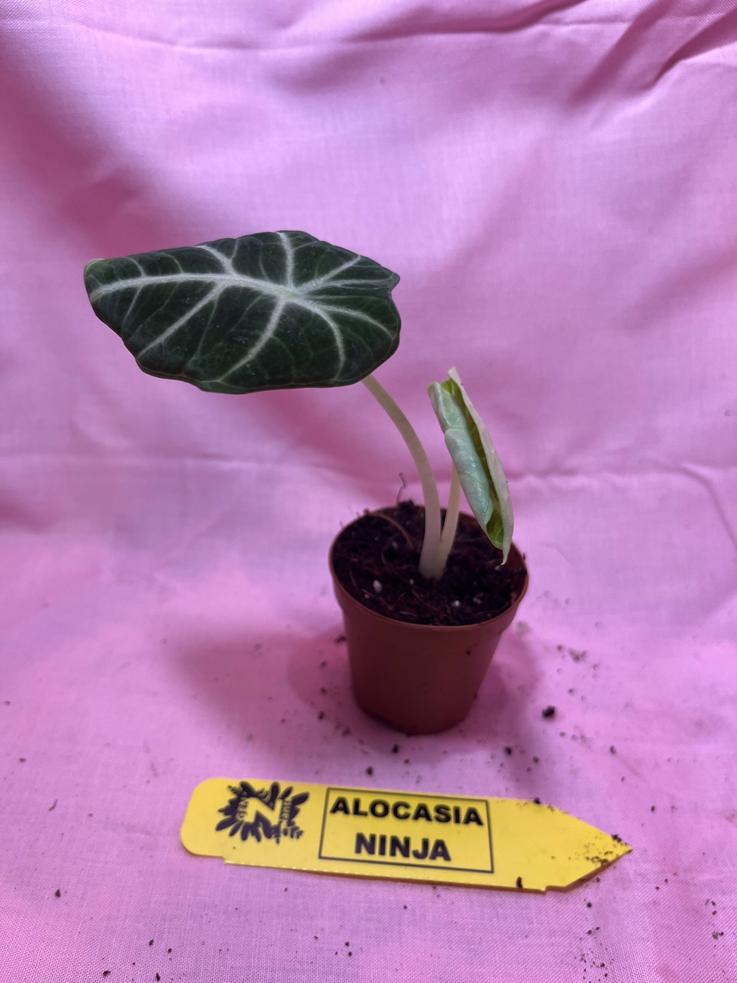 2” Alocasia Ninja