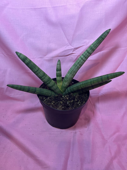 6” Starfish Sanseveria