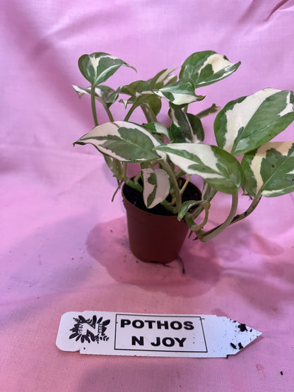 2” Pothos N Joy