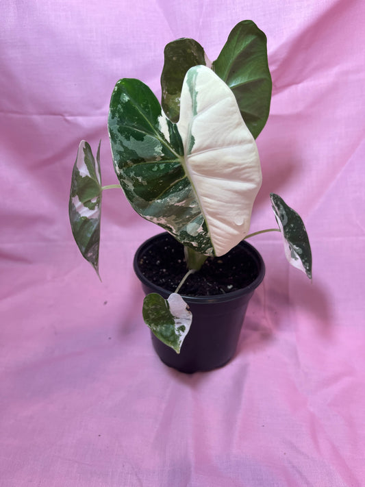 4” Alocasia Frydek Variegated