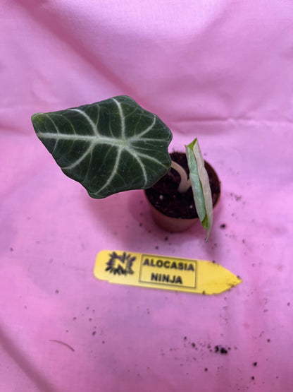 2” Alocasia Ninja