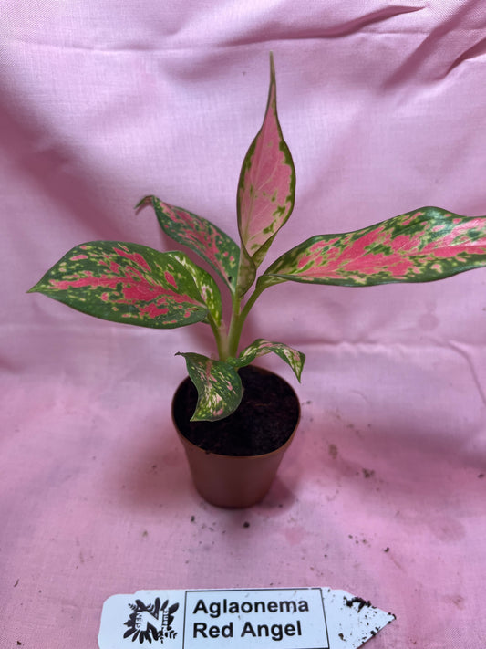 2” Red Angel Aglaonema