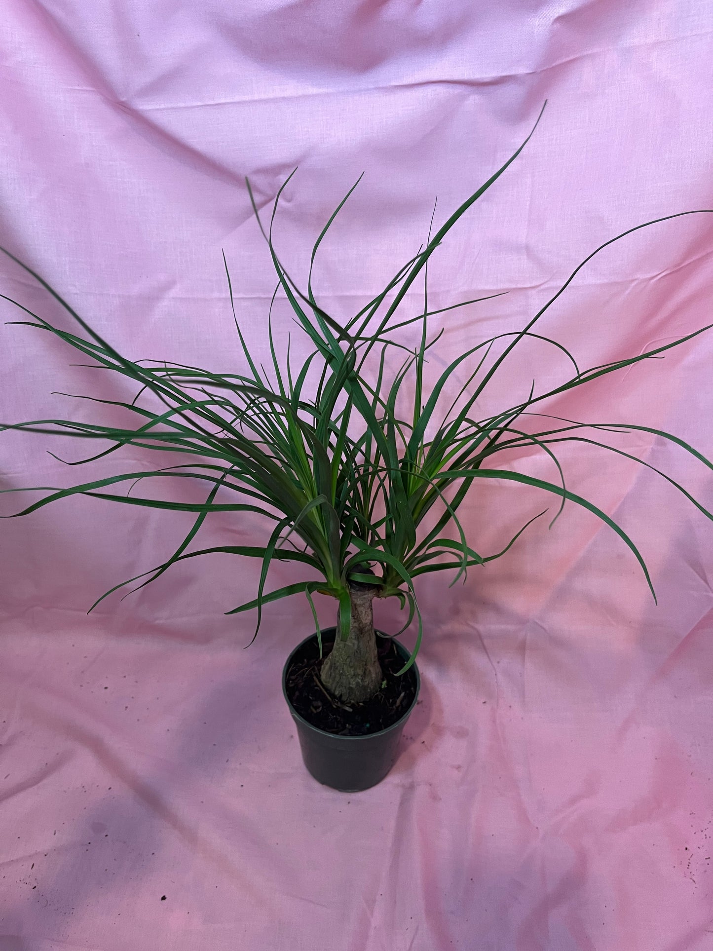 4” Ponytail Palm