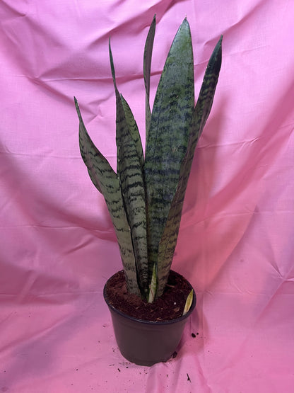 6” Sanseveria Zeylanica