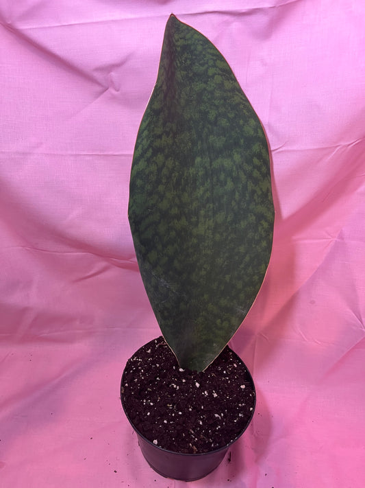 6” whales tail Sanseveria victoria