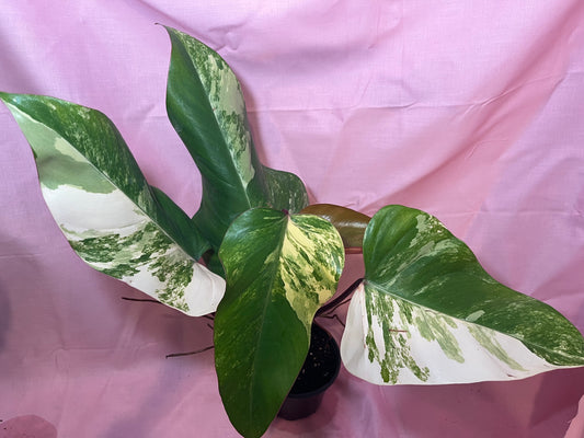 4” Philodendron Strawberry Shake