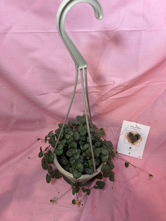 5” string of hearts hanging basket