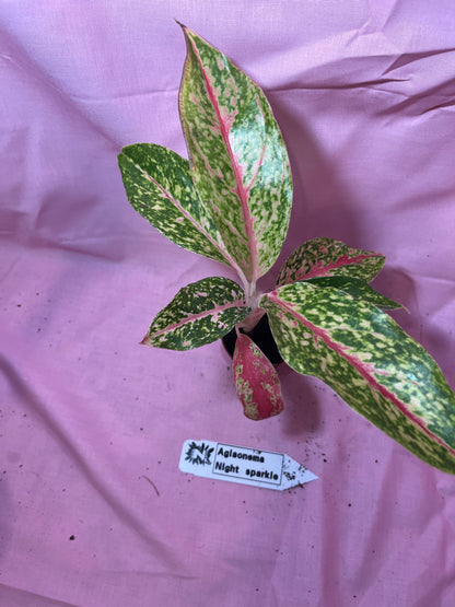 2” Night Sparkle Aglaonema