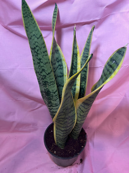 6” Sanseveria Laurentii