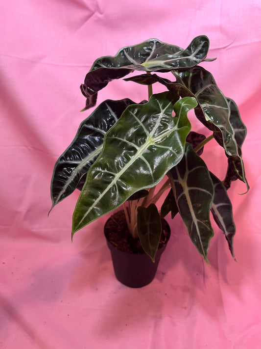 4” Alocasia Poly (african mask)