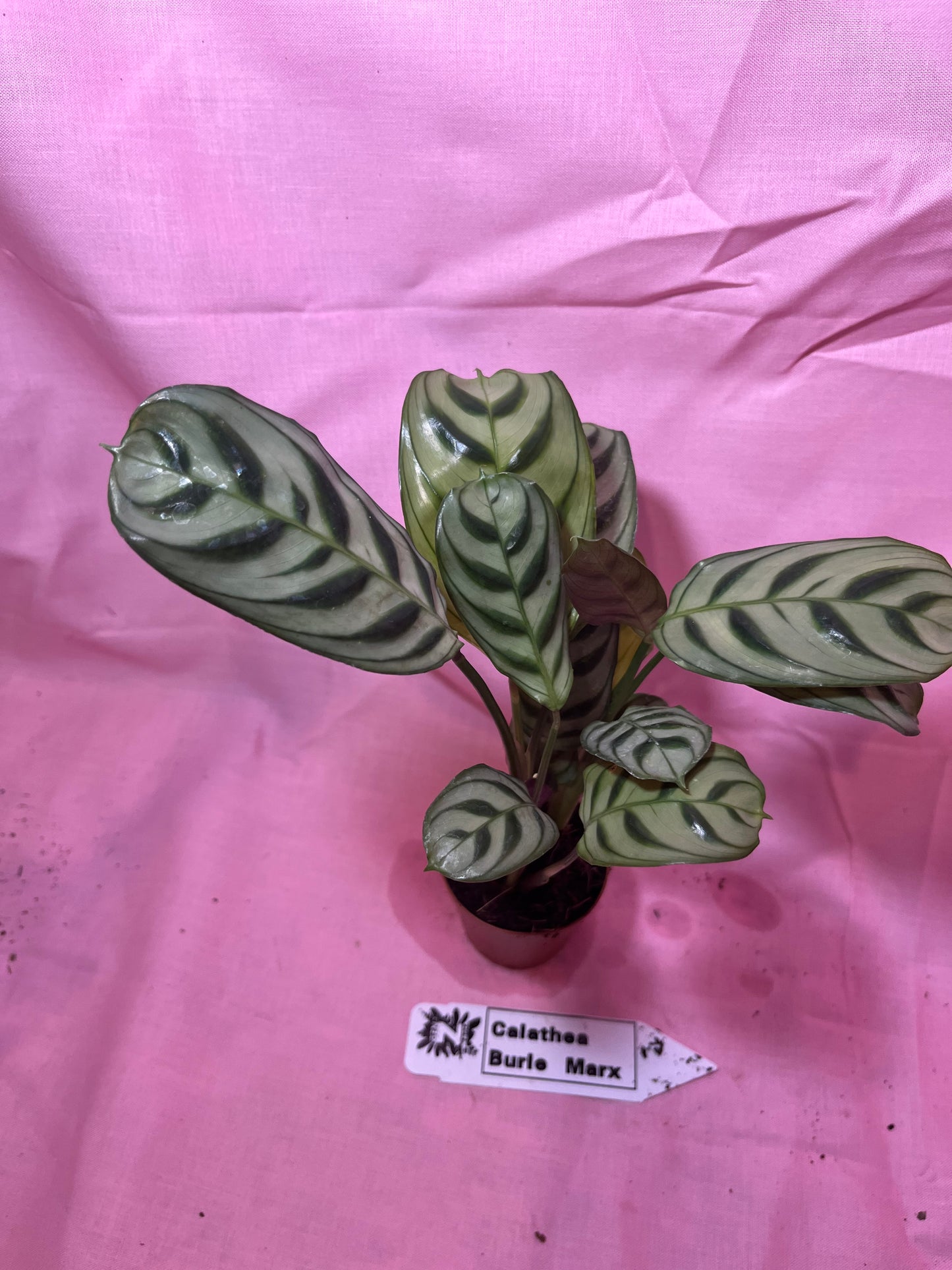 2” Calathea Burle Marx