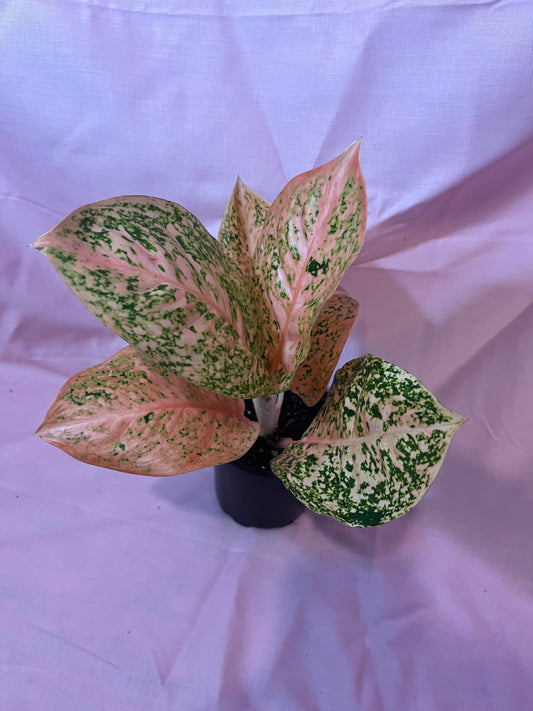 4” Orange Stardust Aglaonema