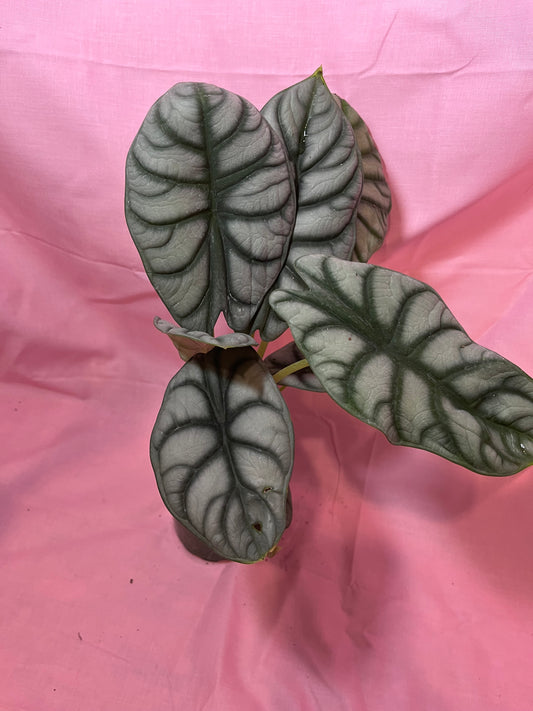 4” Silver Dragon Alocasia