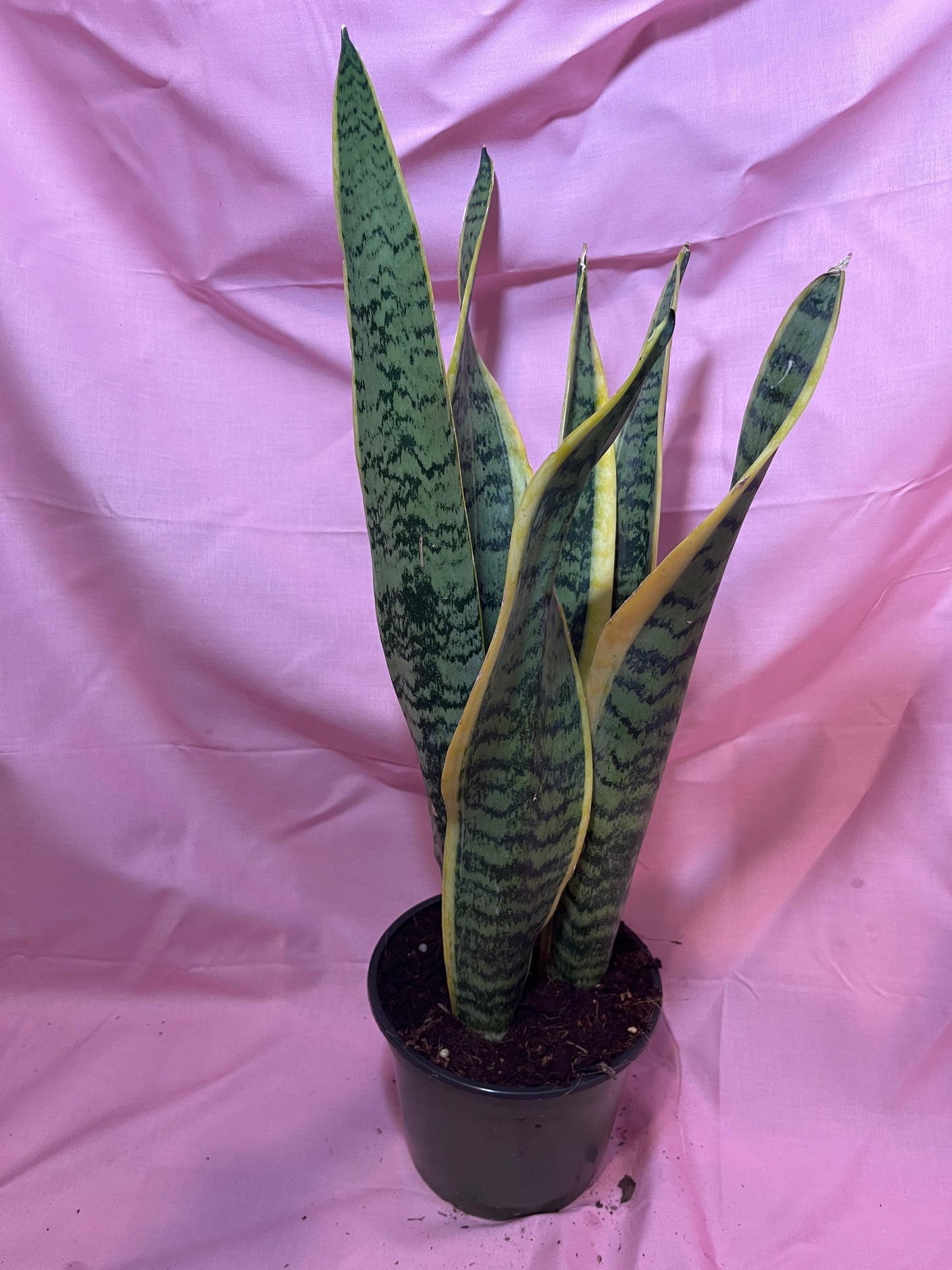 6” Sanseveria Laurentii