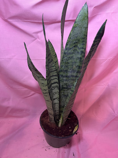 6” Sanseveria Zeylanica