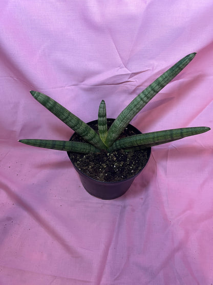 6” Starfish Sanseveria