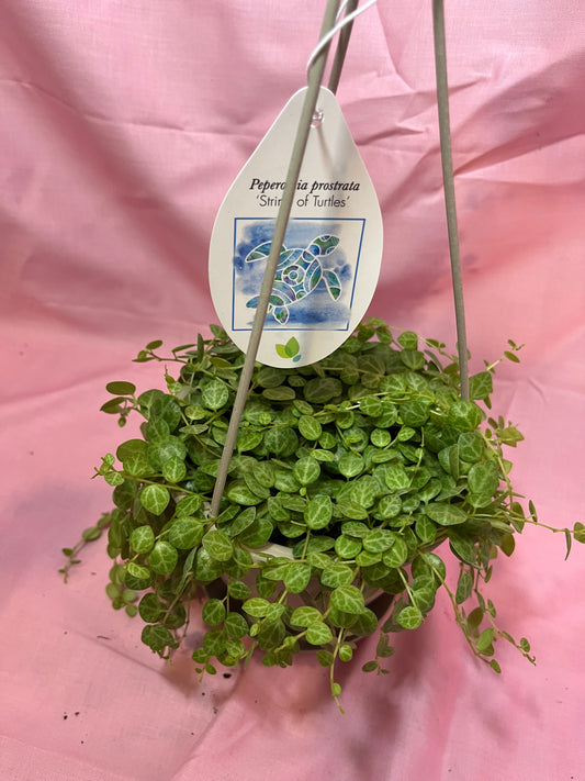 5” string of turtles hanging basket