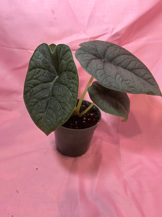 4” Alocasia Melo (rhino skin)