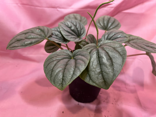 4” Peperomia Frost