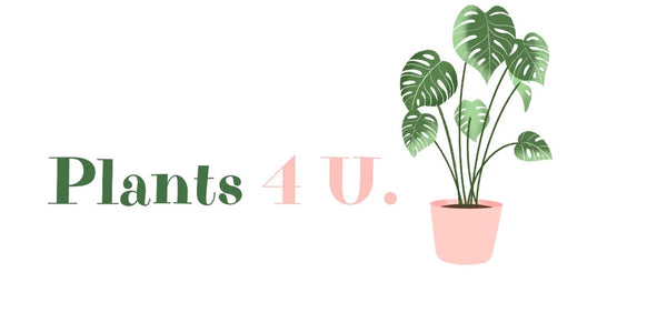 Plants 4 U